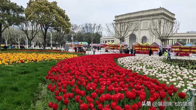 《乙巳初夏郁金香的绚烂乐章》