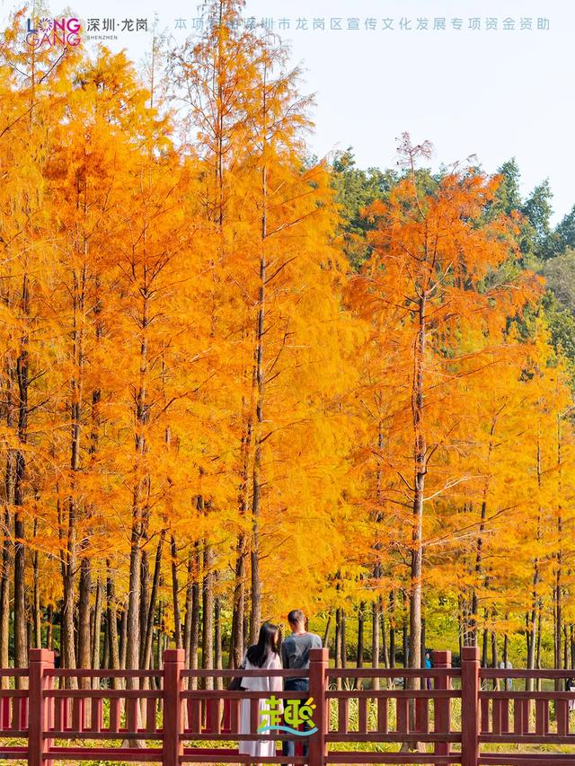 太出片啦！龙岗最浪漫的「美拉德季」即将到来！