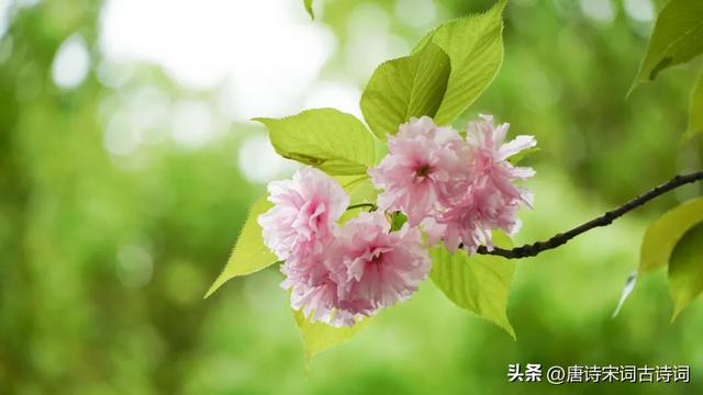 素华流年，星霜荏苒，感叹时光流逝的绝美诗词，值得收藏