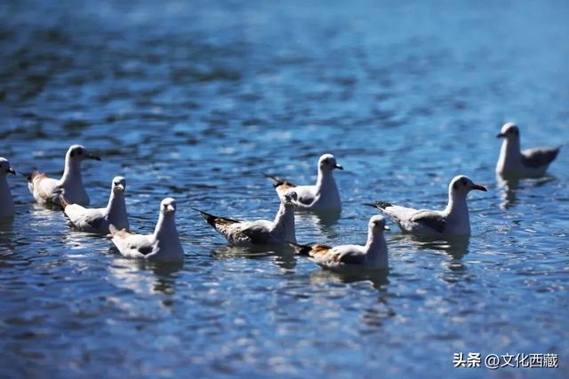 离谱又有趣的玩法！去西藏阿里一定要试！“荒野茶席”煮茶看星空