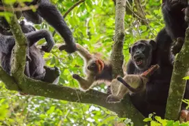 黑猩猩吃猴子，杀死银背大猩猩，原来灵长类动物也如此凶残！图片