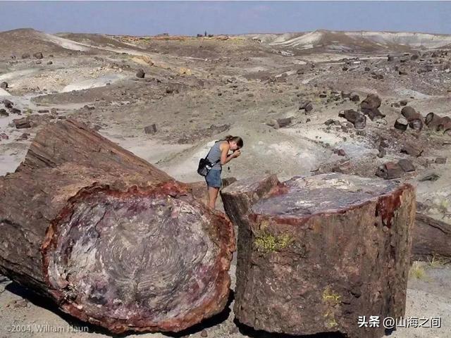 世界之大无奇不有，带你看不一样的奇闻趣事