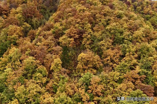 秋辞官鹅：一季斑斓入岁华