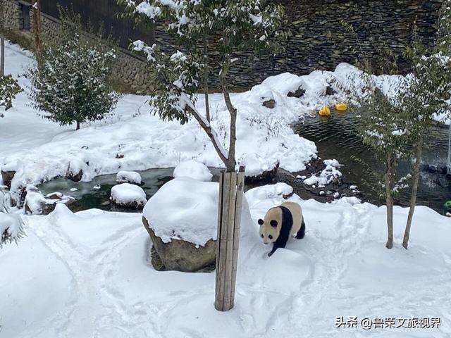 南国最美雪乡神农架：108种冬日浪漫，藏着华中最野的雪趣