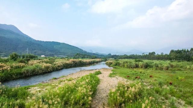 多彩阳山·每日一景｜芦花绽放