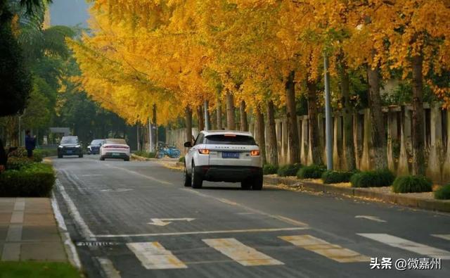 这条路颜值已达巅峰