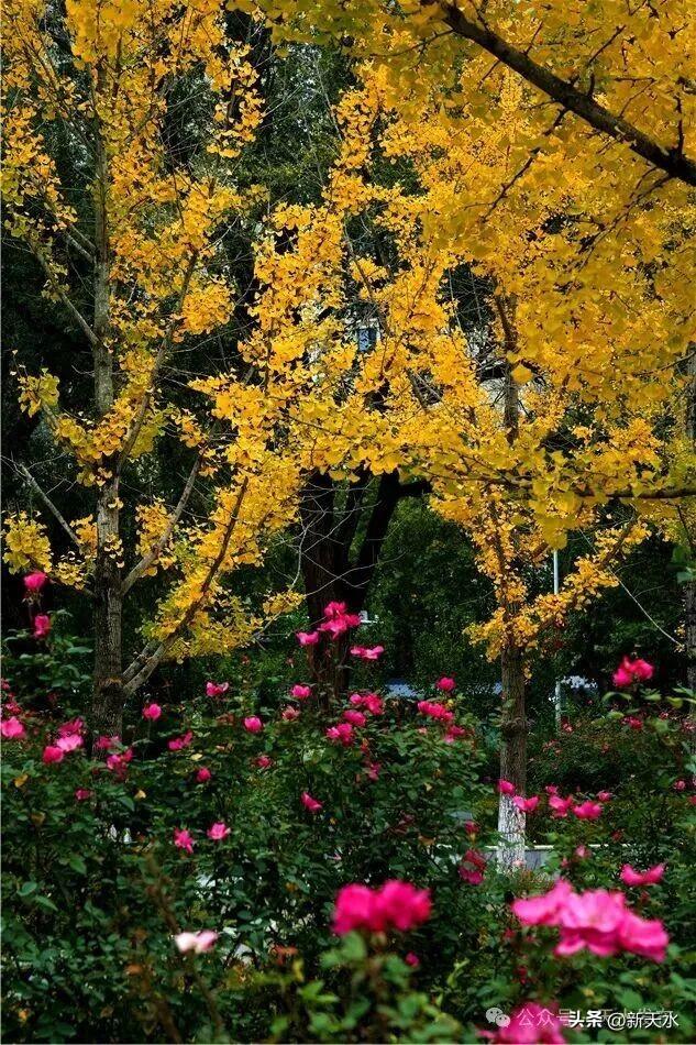 天水弘文园秋景美翻了，快去打卡！