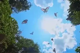 云南1亿只蝴蝶让拍照特效组放假了图片