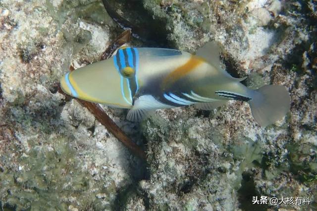 非洲富裕“岛国”：重视女子婚前贞操，普通酒店住一晚100多美元