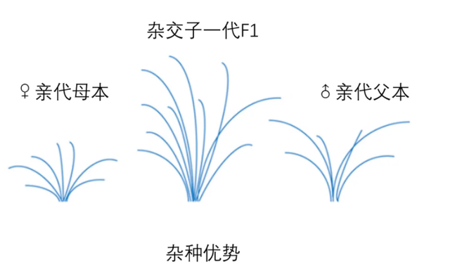 境外间谍盯上中国粮食安全"命根子"！几粒种子能动摇14亿人饭碗？