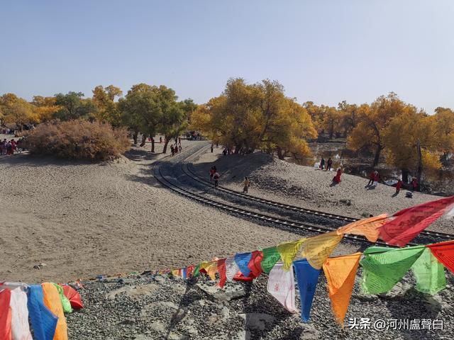 额济纳旗胡杨林