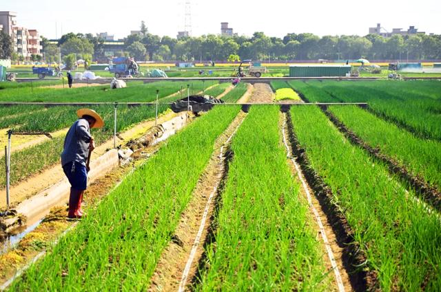 石碣好 “景”！拥抱生态绿地，感受田园风光~