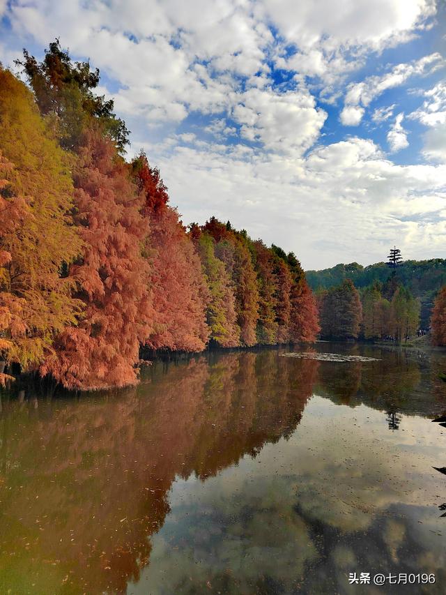 明孝陵探秘之燕雀湖邂逅落羽杉