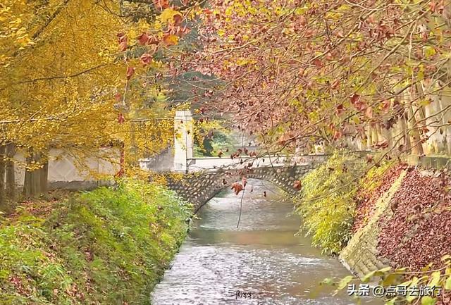 成都4大梧桐观赏地，17公里金色隧道，超级壮观，地铁公交直达！