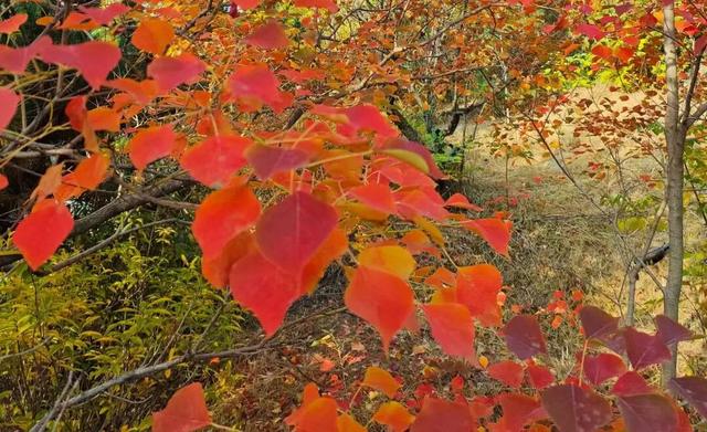 寻美薛城丨初冬最美的树！红叶似火满树红，乌桕树便是季节打翻的调色盘！