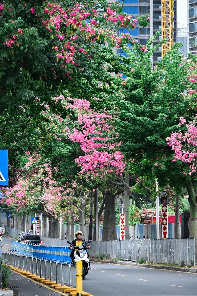 深活指南｜免费！深圳这些赏花点美成漫画，不允许有人不知道！