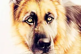 不惧财运低迷，家有此三个生肖，生财有门，日子照样比谁都强图片