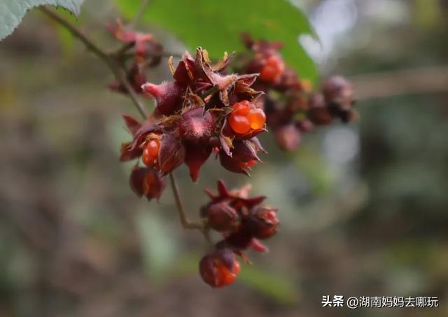 1.5h直达!藏在山野里的捡秋秘境,瀑布+挖宝双buff拉满!