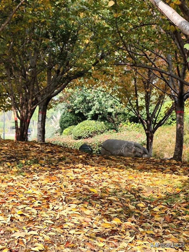 五线小城里的银杏大道，美翻全网的深秋景色原来在这里