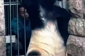 看起来相当舒服！大熊猫被奶爸按摩得咩咩叫图片