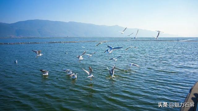 这些年，异龙湖的这“一抹蓝”更动人了