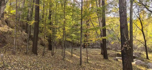 和林格尔之绿色交响曲:生态赋能绘新卷 奋楫扬帆启新程