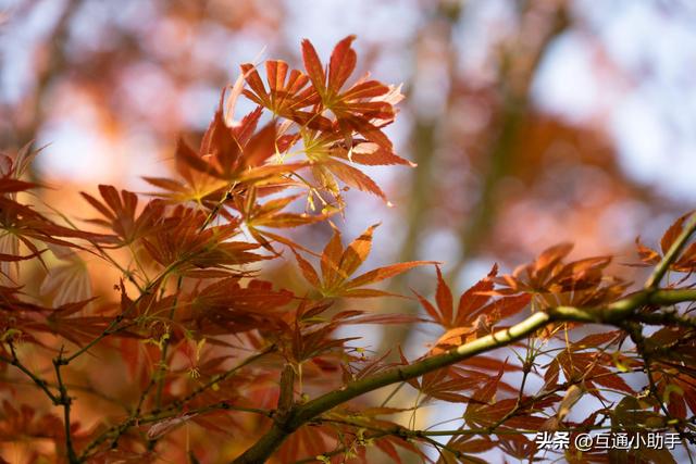 腾龙28-75mm F/2.8 Di III VXD G2 镜头评测——可靠的高性价比之选