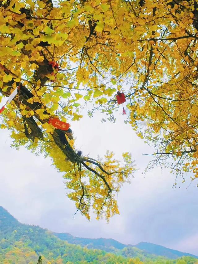 一树金黄三千年 | 邂逅榆树乡的秋日神话