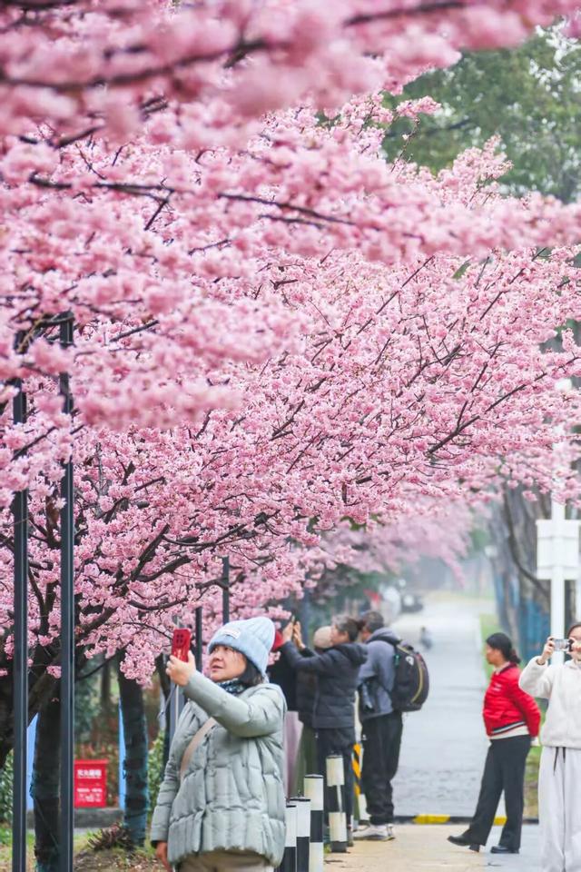 无锡的樱花都美成这样了！