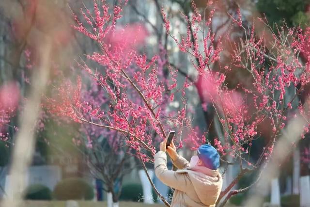 粉色花海开爆！武汉每个区都有，116处全部免费