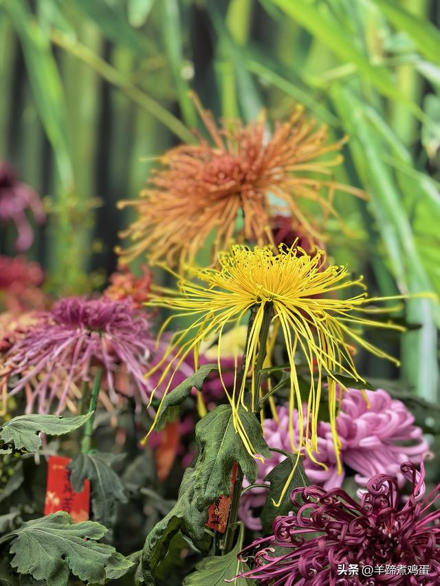 秋风独宠一园菊，晚来香艳出樊篱——北京北海公园2025年菊花展