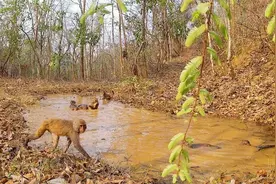快看！第一次拍到野生猕猴“组团洗澡”丨一家亲图片