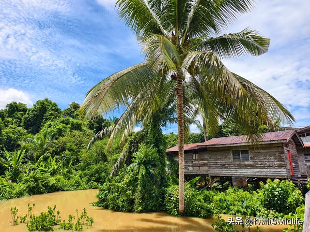 马来西亚(32)砂拉越州⑥世界遗产尼亚洞窟探险