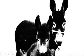 生产队里的老毛驴被拼命救下，报恩方式让饲养员永生难忘图片