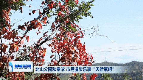 柳林北山公园秋意浓 市民漫步乐享“天然氧吧”
