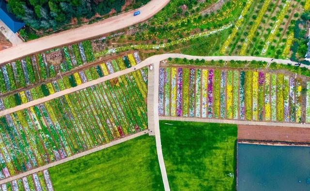 开了! 开了！金堂几百亩菊花已璀璨绽放，快去打卡！