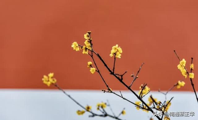 南通冬日“顶流”回归！