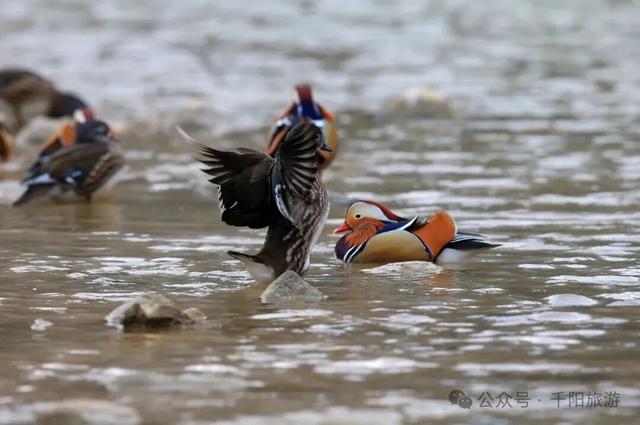 我在千湖湿地撞见了冬天的温柔