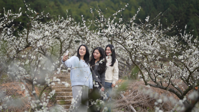 官宣：盛花期已到！武平封侯千亩李花基地美成仙境！高清实拍——