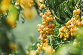 每天认识一种植物-黄皮图片