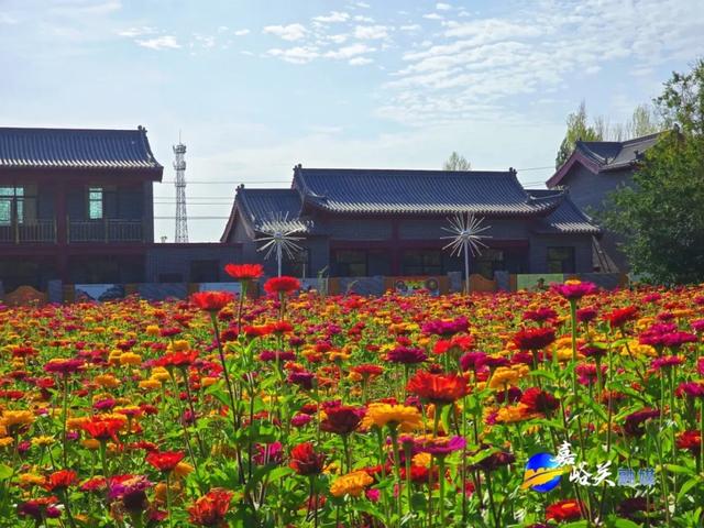花美人少赶紧去!嘉峪关出现“宝藏级”五彩花海,全网都在追问来源!