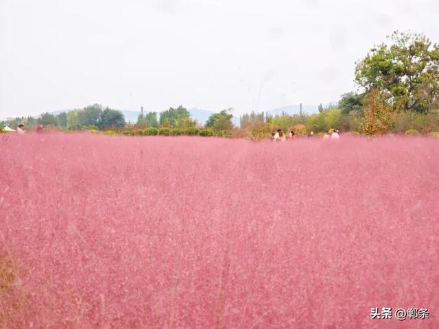 峰峰秋日“宠粉”已上线