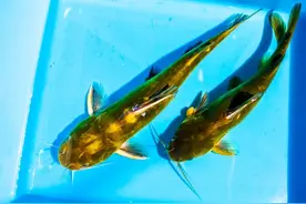 鱼类百科之黄骨鱼图片