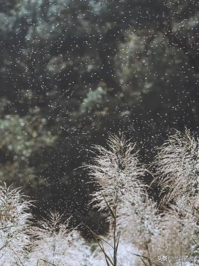 好客山东好品山东｜初雪来了！山东变山“冬”