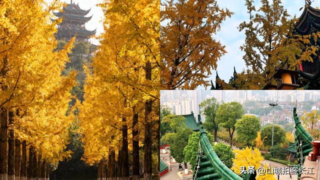 重庆主城6处遛娃赏秋宝藏地，公交地铁直达，收藏备用！