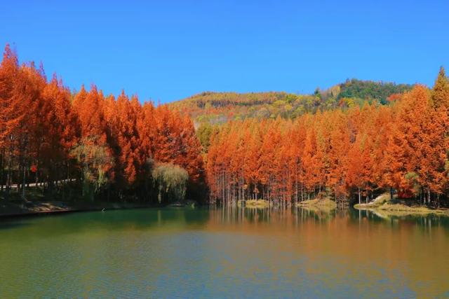 杉 杉 来 了 🤗🧣🧡