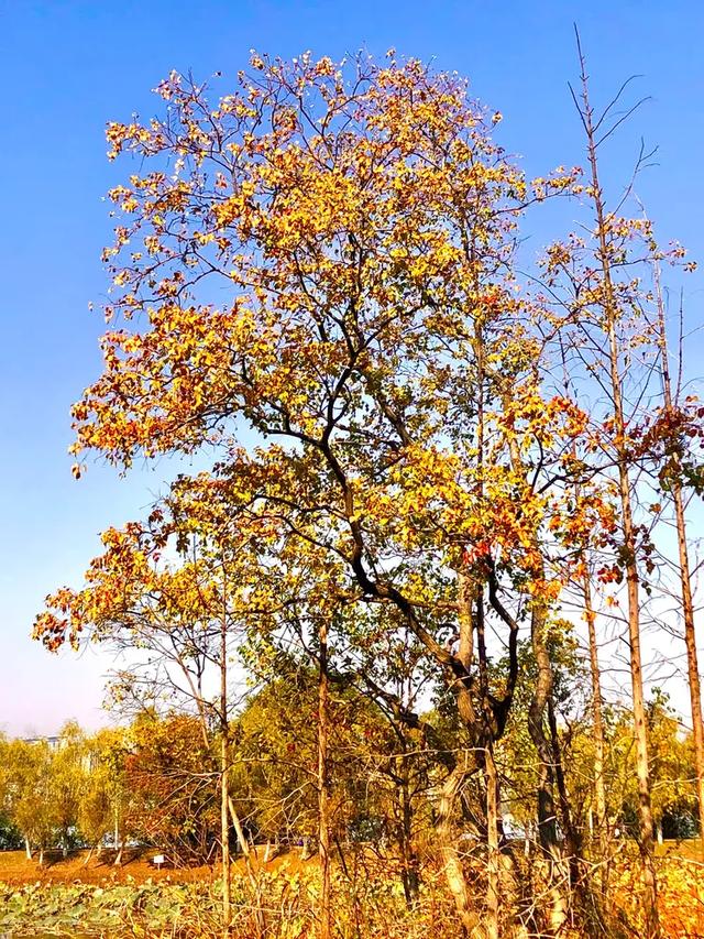 美篇：枫 叶 红 了