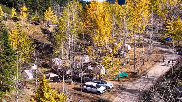 桂林灵川：百万株银杏“披金”引客来