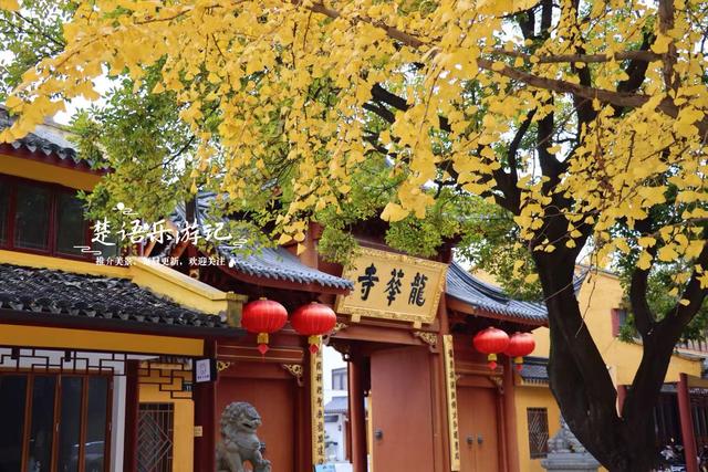 浙江宁波这座千年古寺不鸣则已，一鸣就美哭了，银杏林拍照太出片