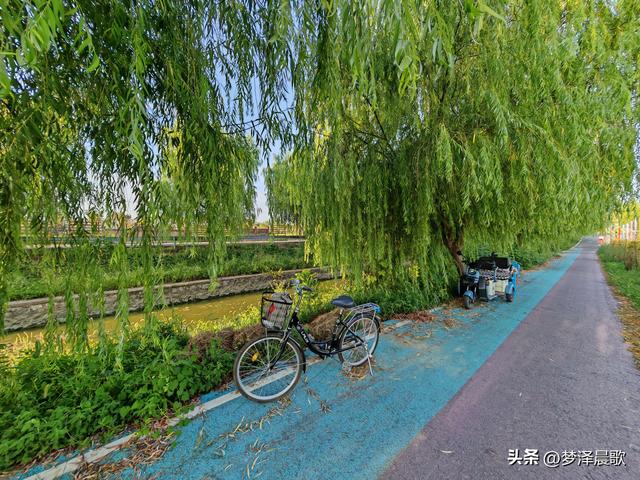垂柳树下乐逍遥